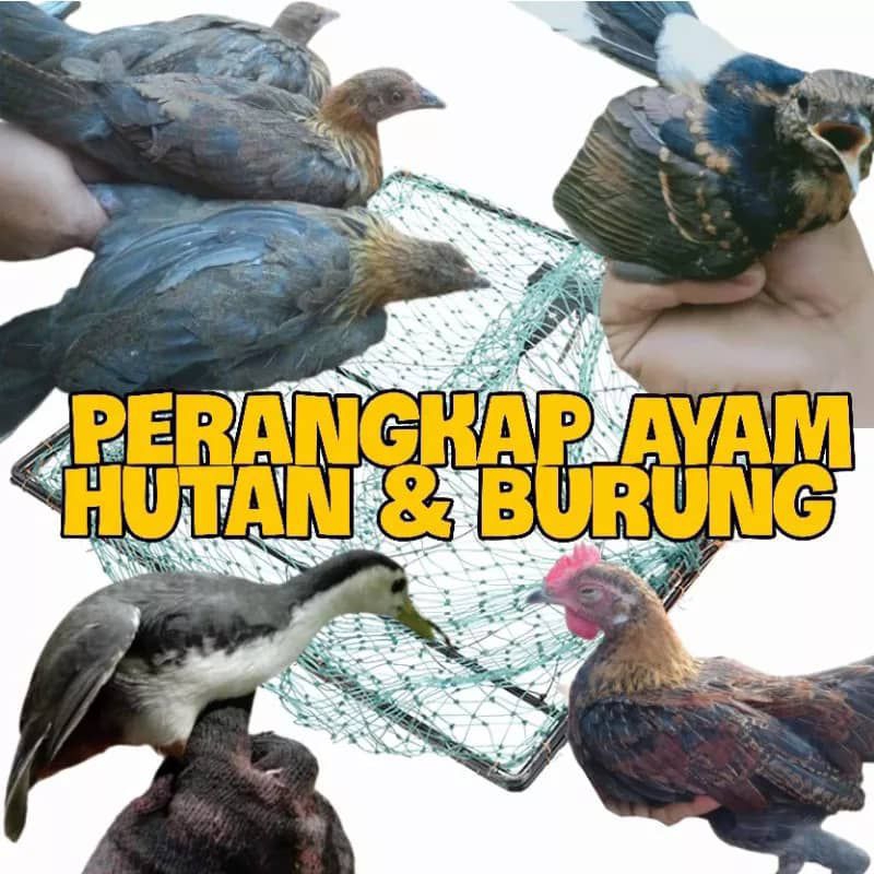 Jebak Ayam Hutan & Burung | Shopee Malaysia