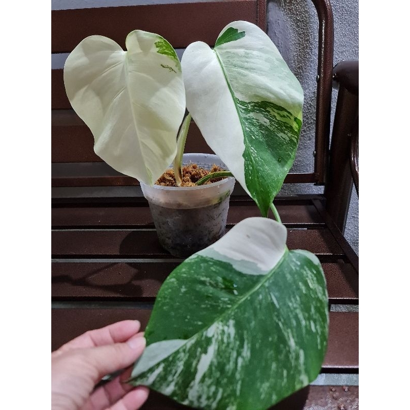philodendron green princess large Philodendron 'Green Princess' – Foliage Factory