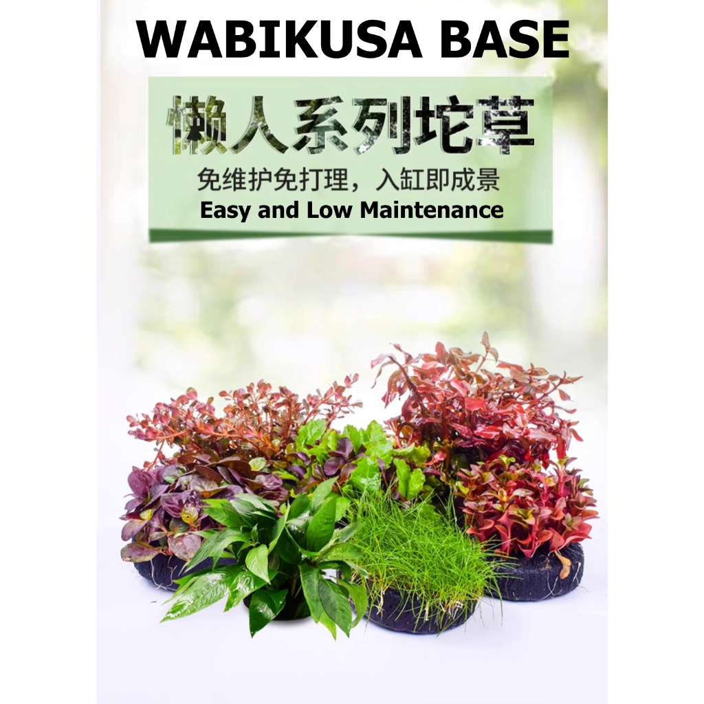 [Local Stock] Aquarium Aquatic Wabikusa Base Substrate Wabikusa Planted ...