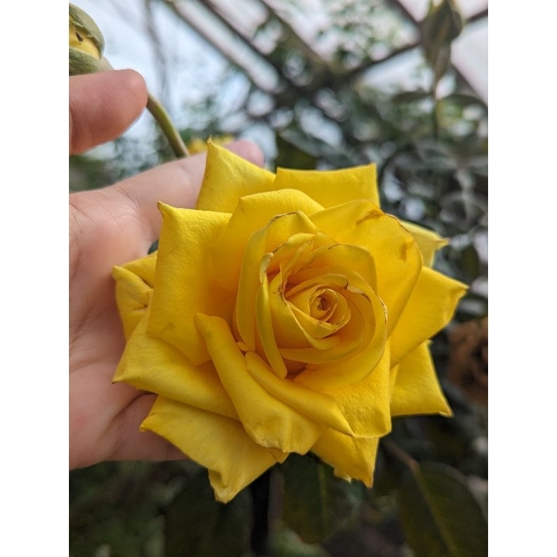 Keratan Batang Ros Kuning Terang | Shopee Malaysia