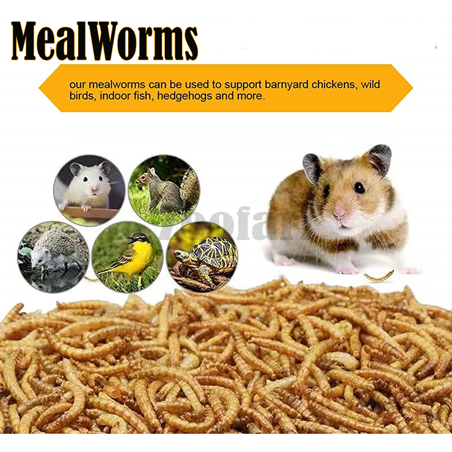 High Protein Dried MealWorms for Birds, Chicken, Turtle, Reptiles