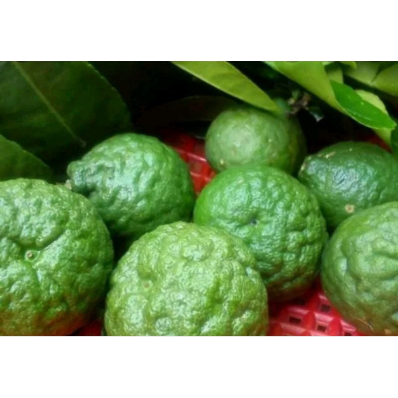 Buah limau dan daun limau purut(3 biji berserta daun) | Shopee Malaysia
