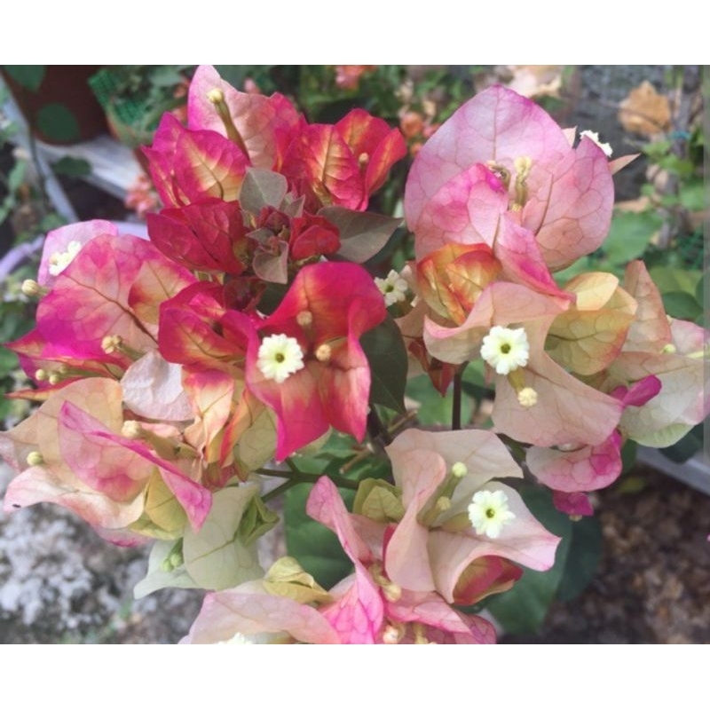 1/2 : Keratan Cutting Bunga Kertas Bougainvillea Bougainvilla sanggul ...