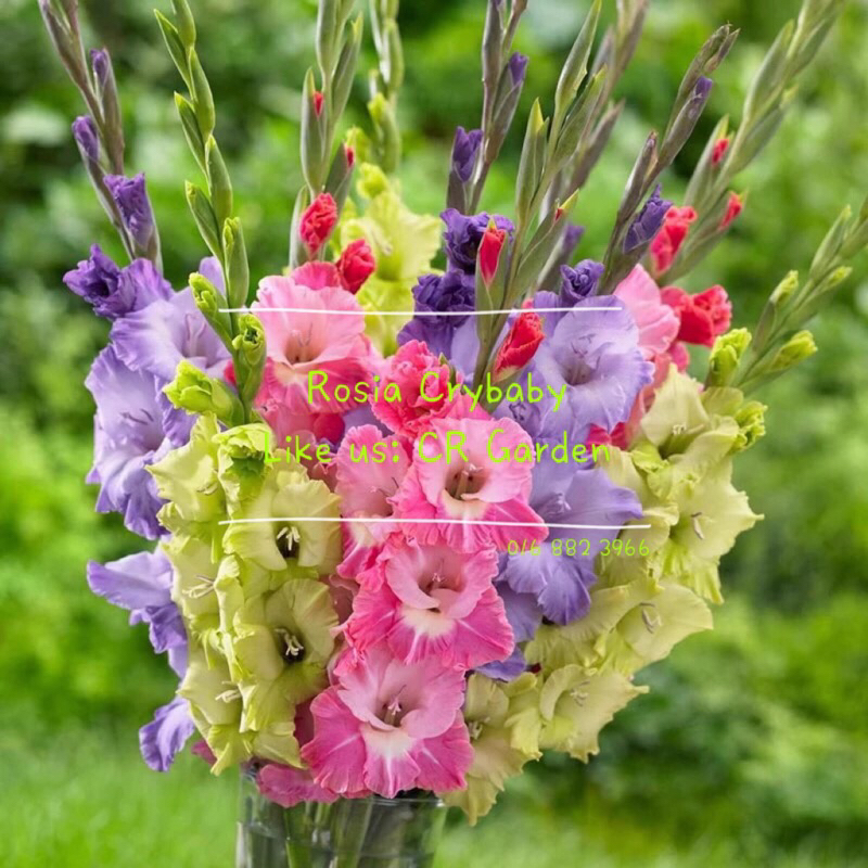 Gladiolus Mixed Colour x 1 Small Bulb 混色剑兰1个小种球 (Full Sun) | Shopee ...