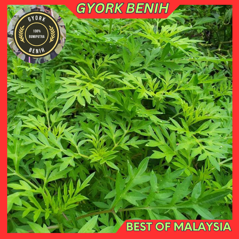 Biji Benih Ulam Raja (100 Biji) | Shopee Malaysia