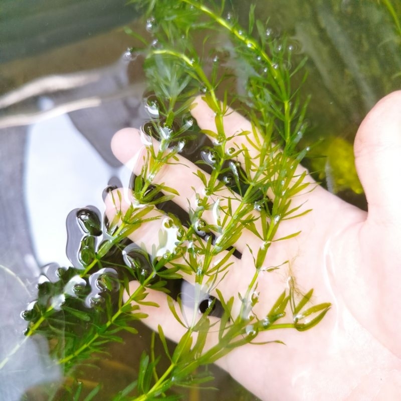 Rm 6 For 1 Pack Water Plant Aquarium Landscape Live Water Plant