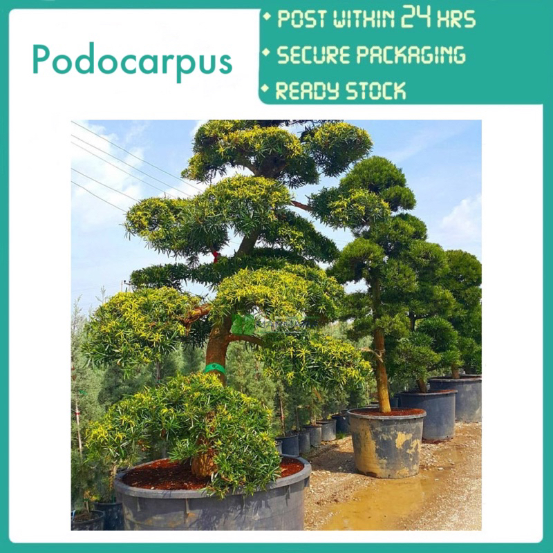 PBN - podocarpus macrophyllus Pokok bunga nursery pine shrub landscape ...