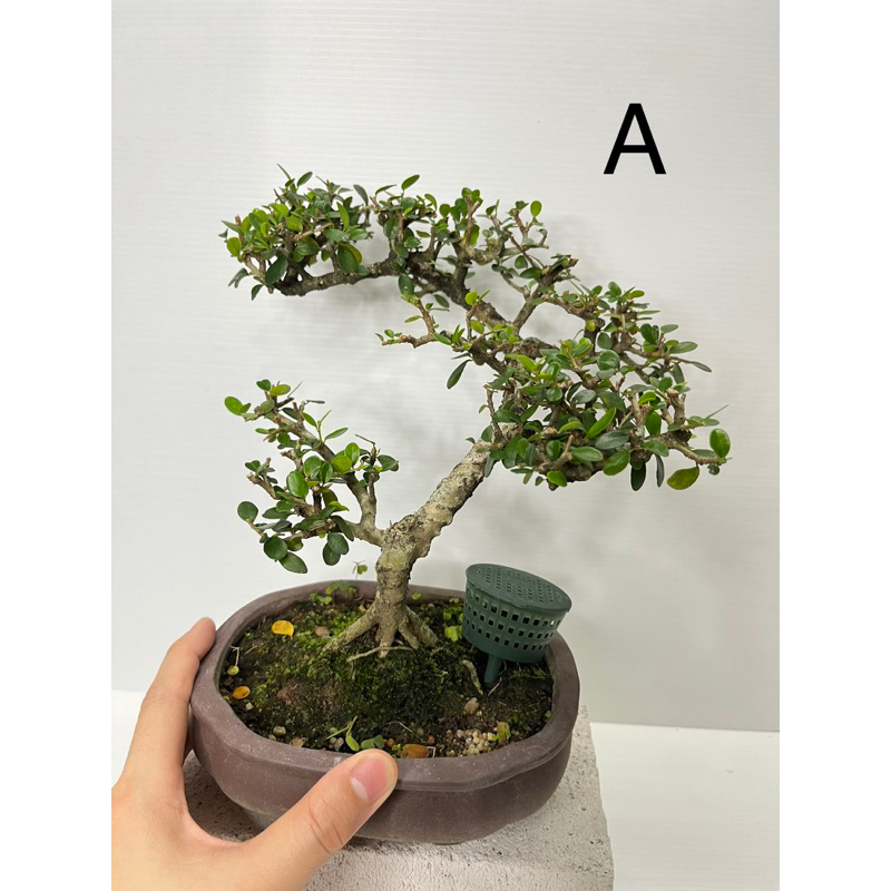 焚香炉 簡約盆 紫砂の鉢 盆栽鉢 植木鉢 小品盆栽鉢 大品盆栽鉢 Amazon.co.jp: 焚香炉 簡約盆 紫砂の鉢 盆栽鉢 植木鉢 小品盆栽
