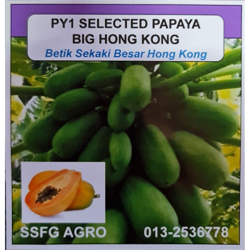 Benih Betik Sekaki Besar Hong Kong Py1 Selected Papaya Big Hong Kong