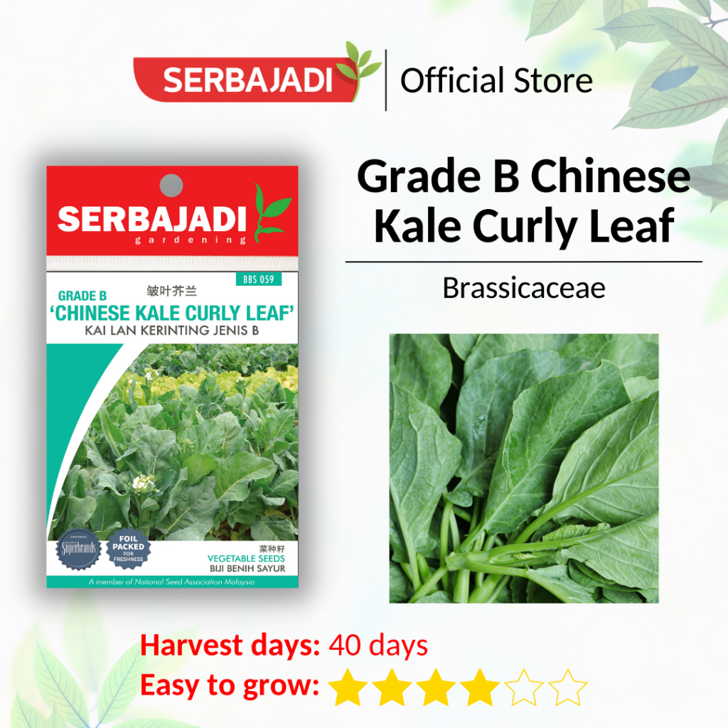 Serbajadi Vegetable Seed Chinese Kale Curly Leaf Biji Benih Sayur Kai