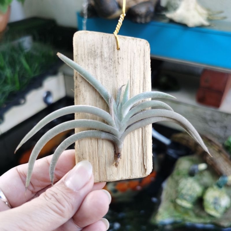 Tillandsia gilliesii ssp. Polysticha チランジア ギリエシー ポリス