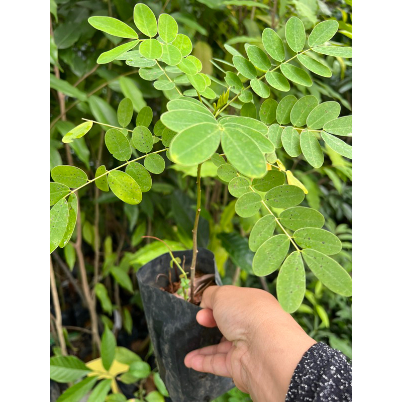 Senna / Daun Senna dalam polybag | Shopee Malaysia