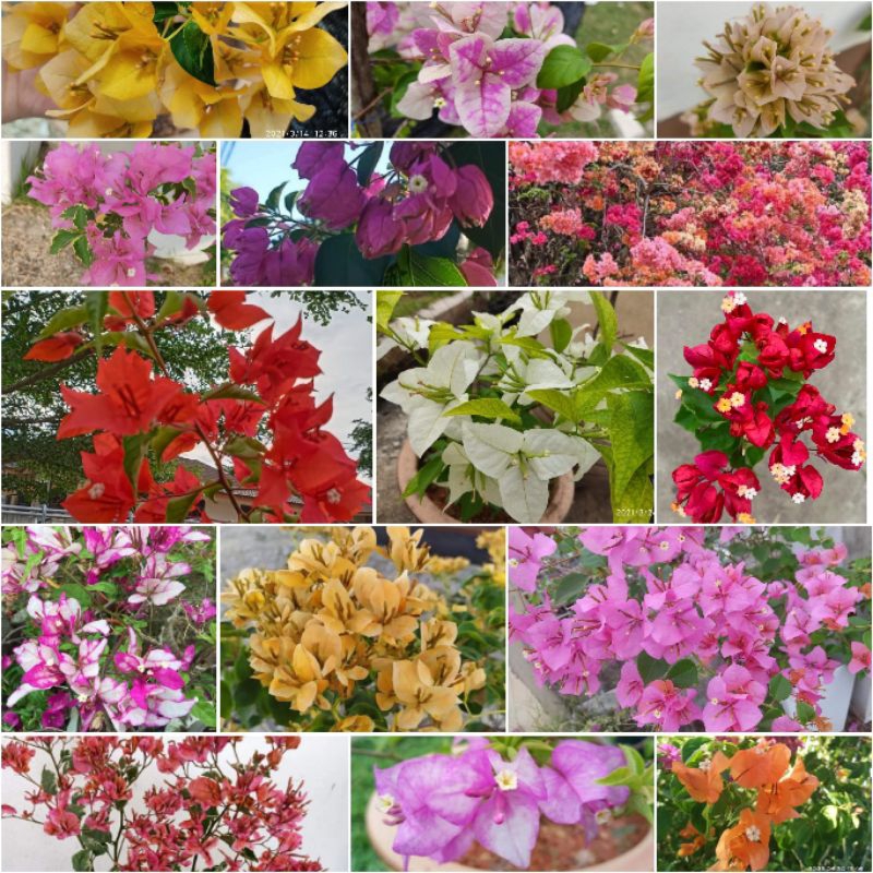 Keratan Cutting Bunga Kertas Bougainvillea Bougainvilla Sanggul Chitra Monduring Sufia