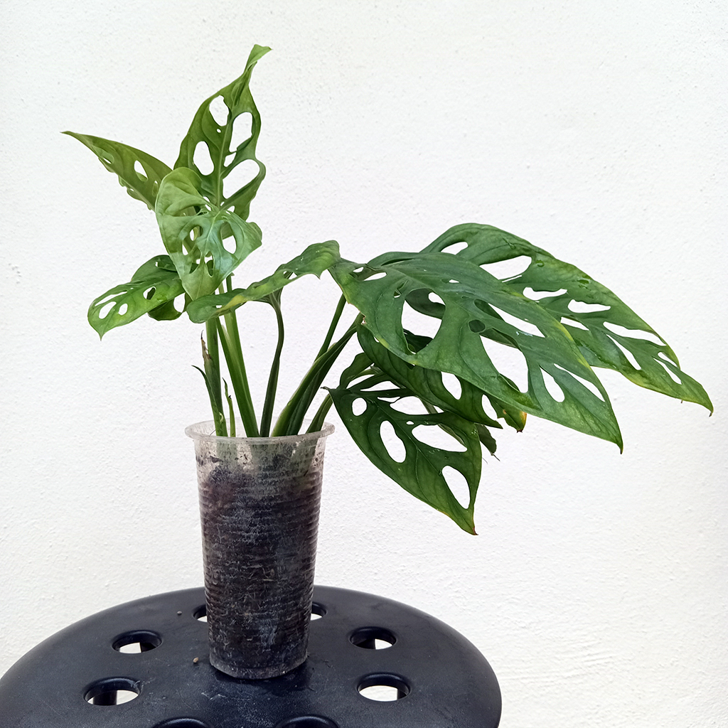 Monstera Adansonii / Swiss Cheese Vine Shopee Malaysia