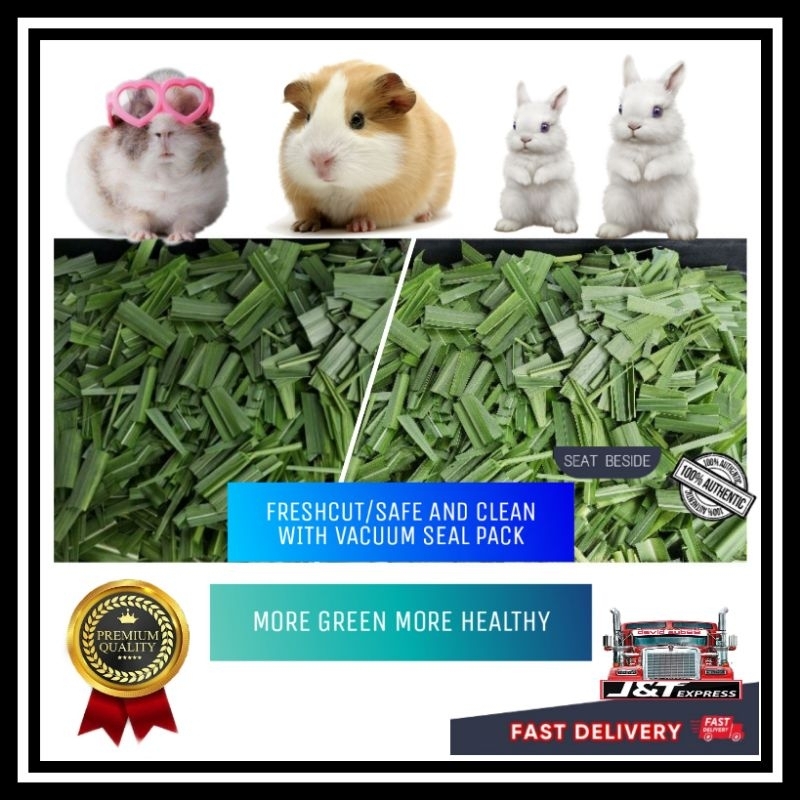 Fresh Grass Substitutes For Guinea Pigs