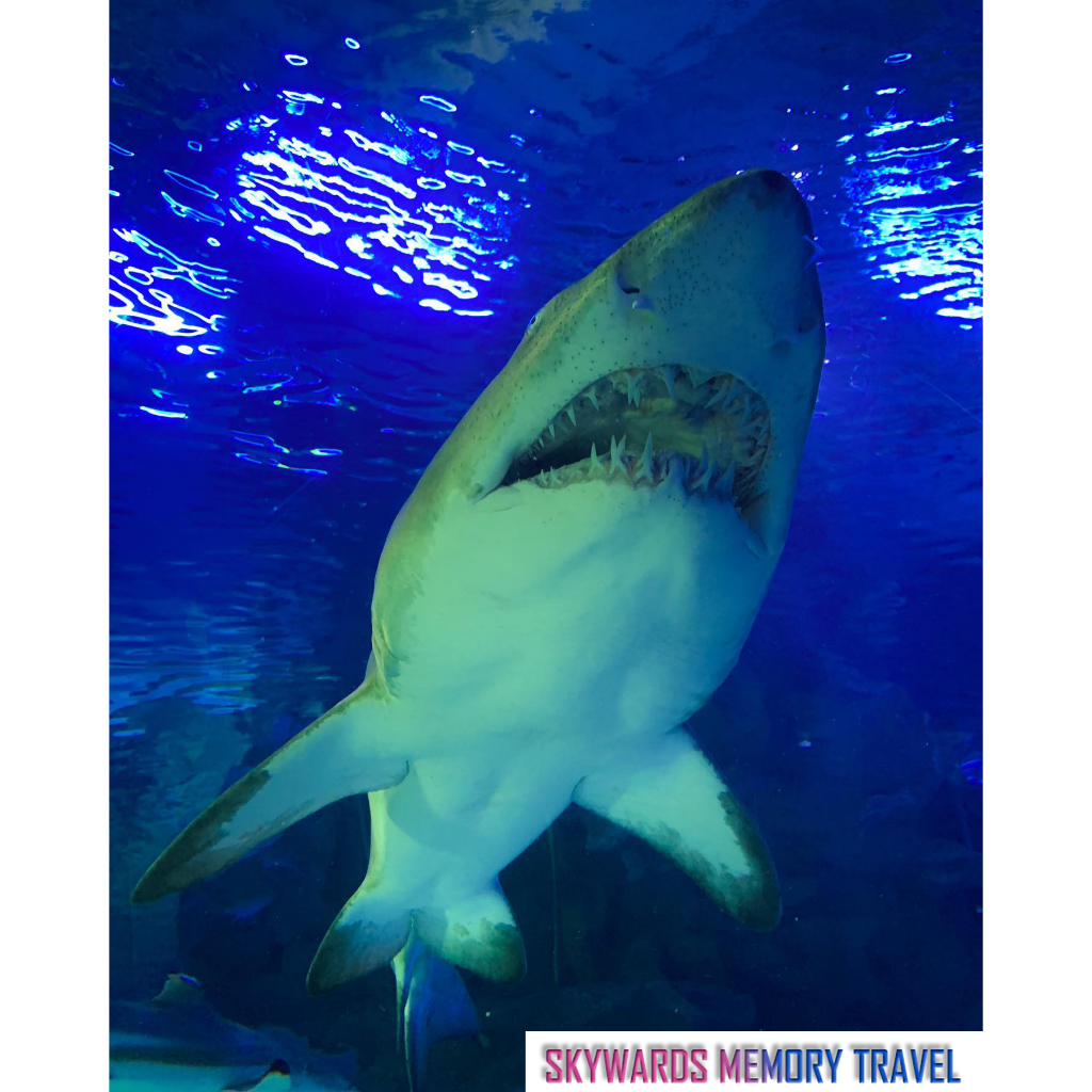 Aquaria KLCC Ticket MyKad Tickets Shopee Malaysia