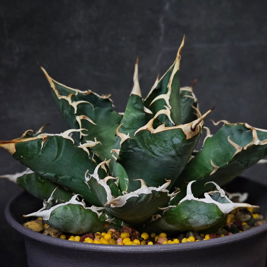 アガベ チタノタ 巨獣 / giant beast(dragon agave産) 【公式通販】