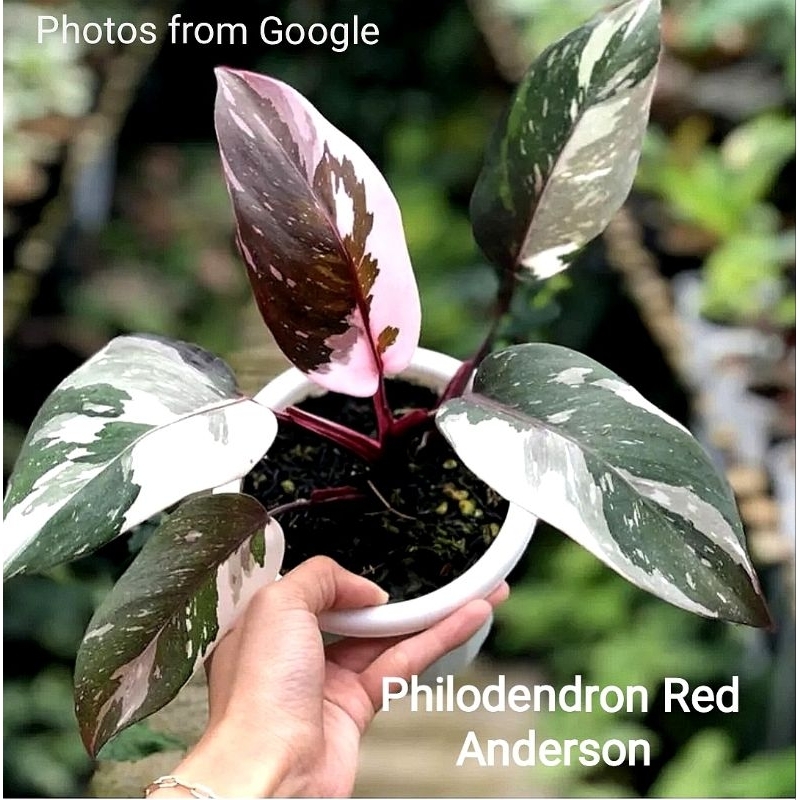 Philodendron Red Anderson | Shopee Malaysia