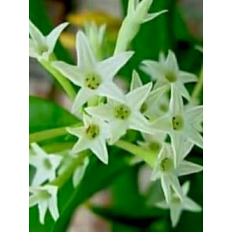 Pokok Sedap Malam/Santalia/Pokok Lagenda**keratan batang@anak pokok ...