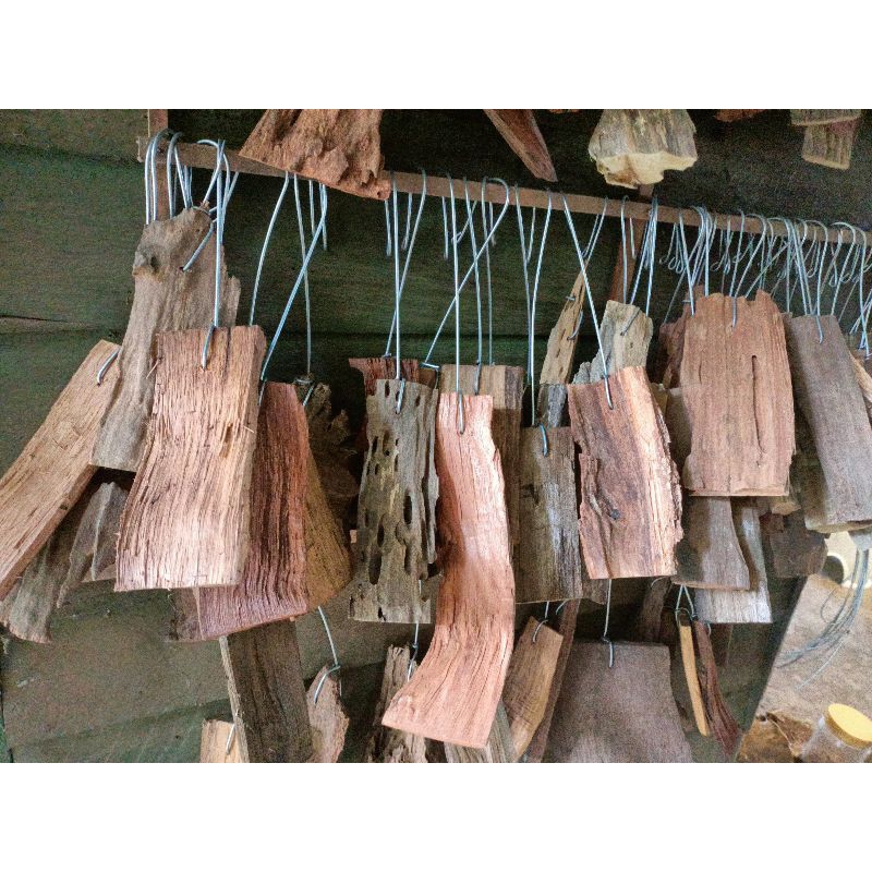 Hang On Driftwood Wood Kayu Ikat Pokok (Suitable For Epiphytic Plants ...