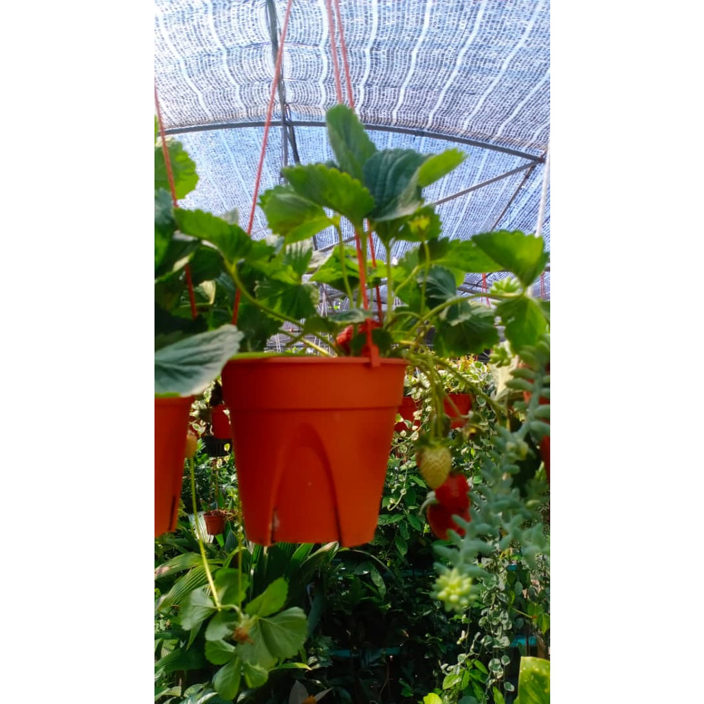 POKOK STAWBERRY RENDAH | Shopee Malaysia