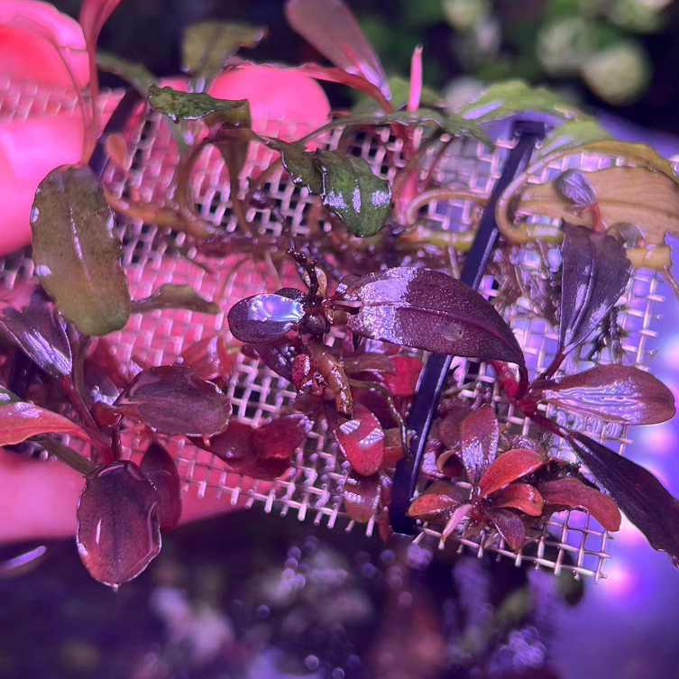 Aquatic Plant] Bucephalandra Sp Satan Dark Devil Red Bucep Metallic Red  Submerged Rare Plants 稀有极品发色辣椒榕 | Shopee Malaysia