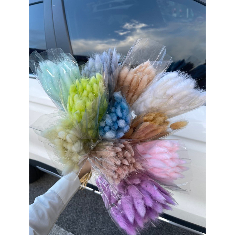 Preserved Dried Rabbit bunny tail 兔尾草 | Shopee Malaysia