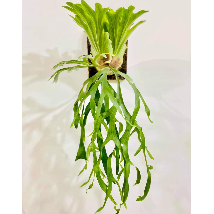 MyPlantArt ~ Platycerium * Coronarium Philippines/Dwarf 🦌侏儒. 菲