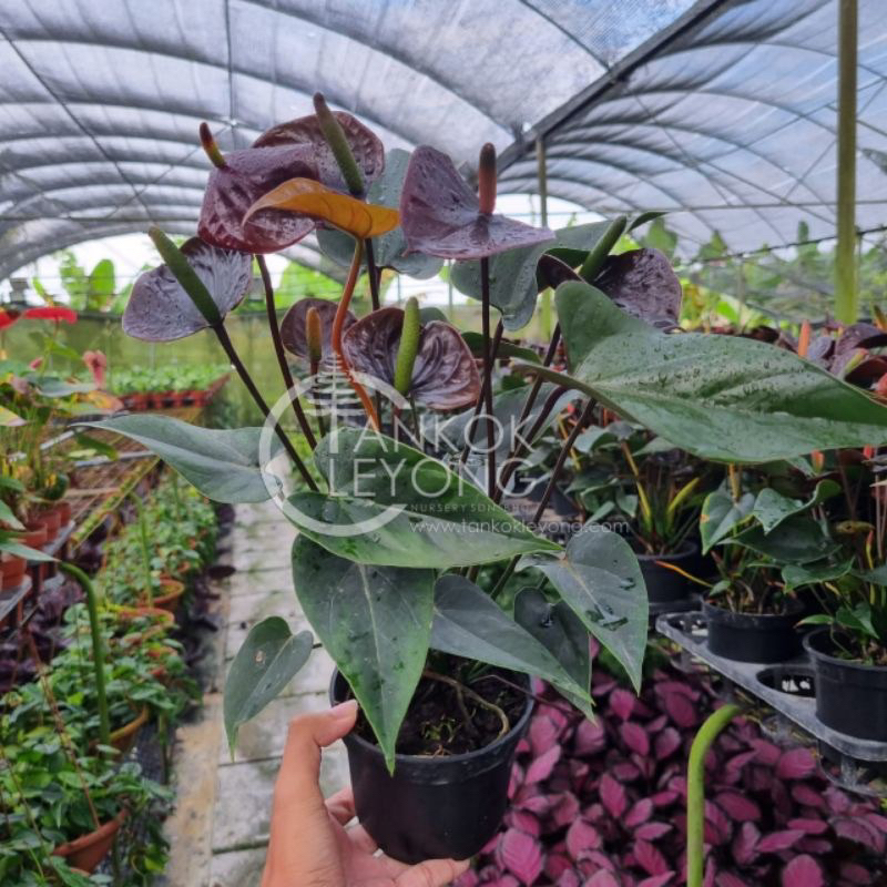 TKL - Anthurium Black Beauty/Vanilla/Secret Rainbow/Sweet Dream/Zafira/Red  Rainbow ////| Shopee Malaysia