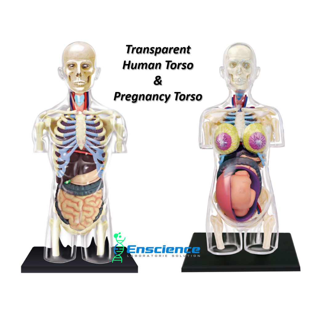 4D MASTER Transparent Human Torso, Pregnancy Torso Detachable