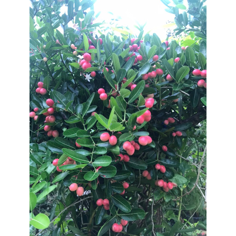 Carissa carandas / Anak pokok asam renda / Live plant / Pokok hidup ...