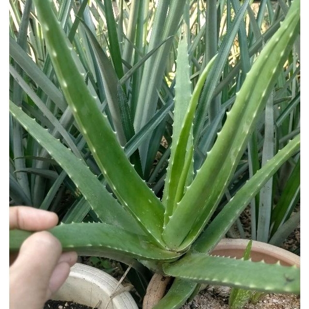 Pokok Lidah Buaya Aloe Vera Plant Real Plant Without Potpolibeg