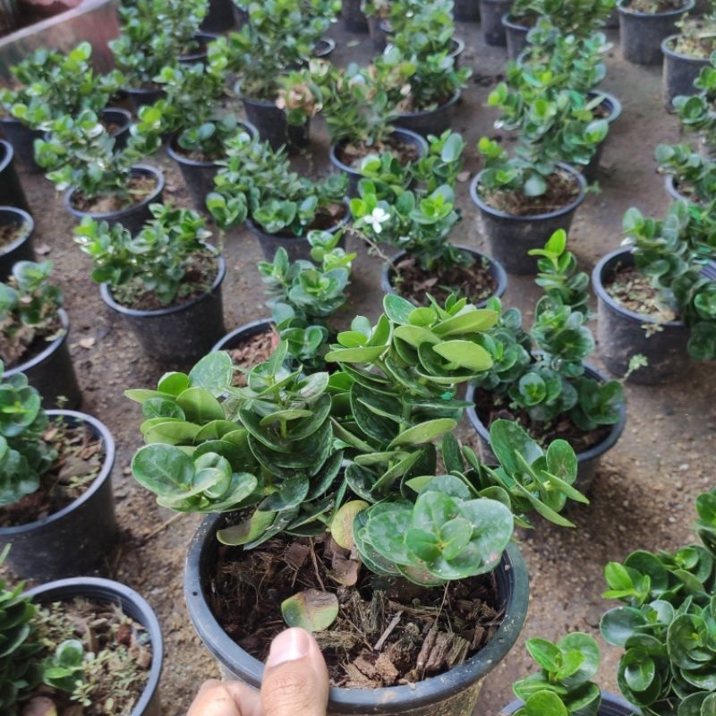 Carissa macrocarpa pokok bunga hiasan hidup ready stock | Shopee Malaysia
