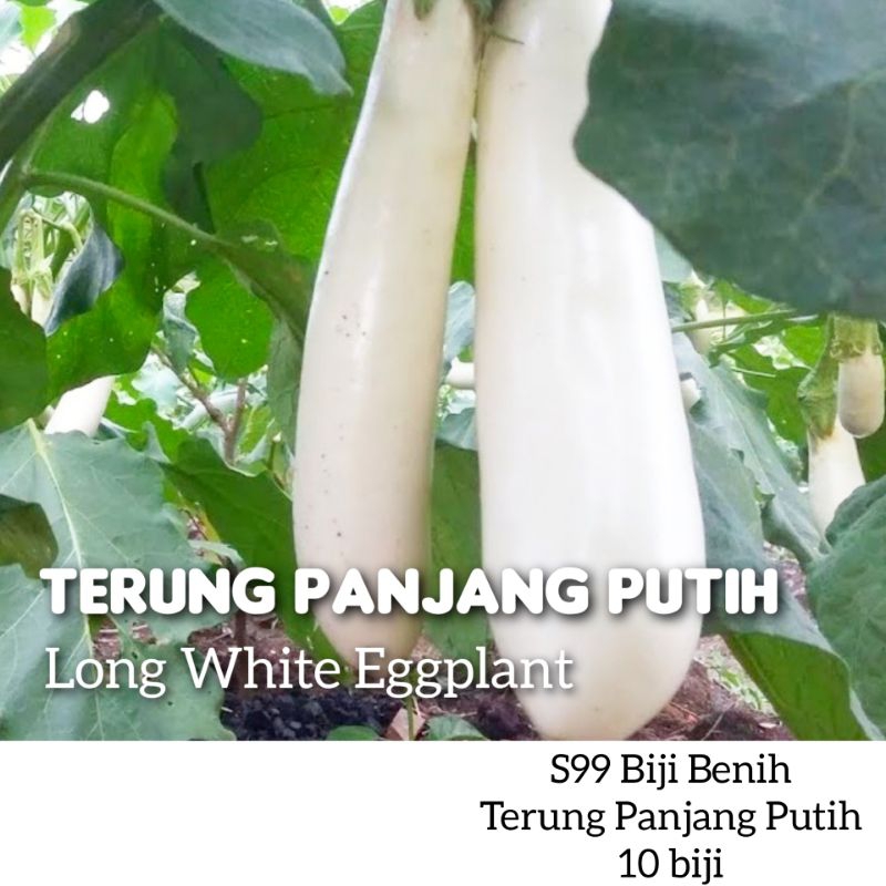 PILIHAN B 50 JENIS BENIH SAYURAN BERDAUN/BERBUAH/Vegetable Seeds ...