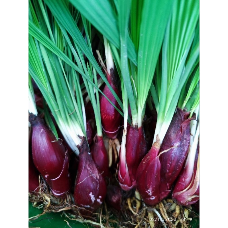 小红葱 独脚丝茅 仙茅 "穷人的田七" 珠葱 / Dayak Onion Shopee Malaysia