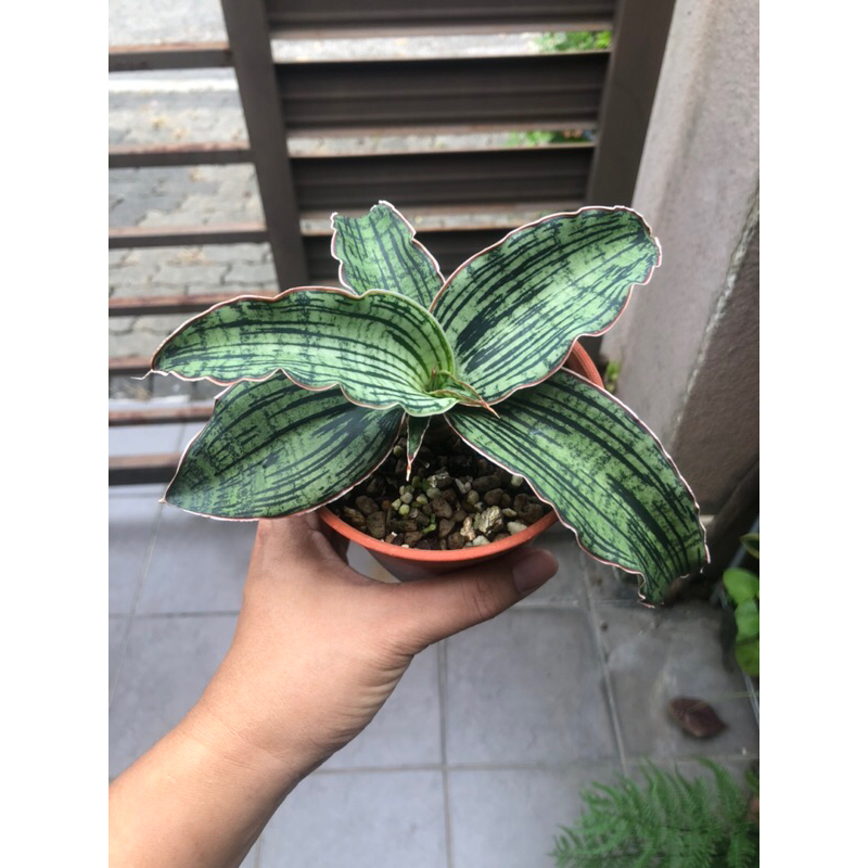 pokok sansevieria cleopatra | Shopee Malaysia