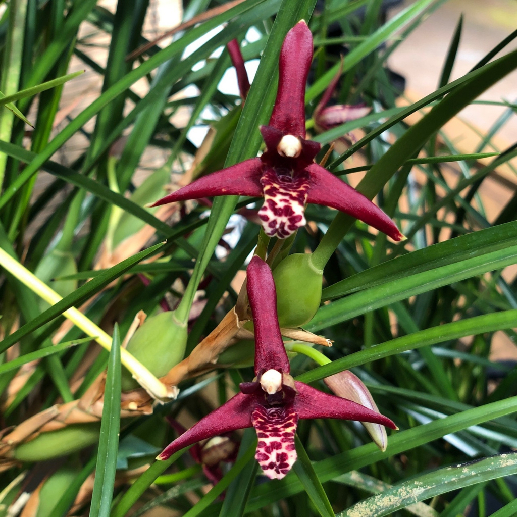 Maxillaria Tenuifolia | Hybrid | Coconut Orchid | Orchids Collection ...