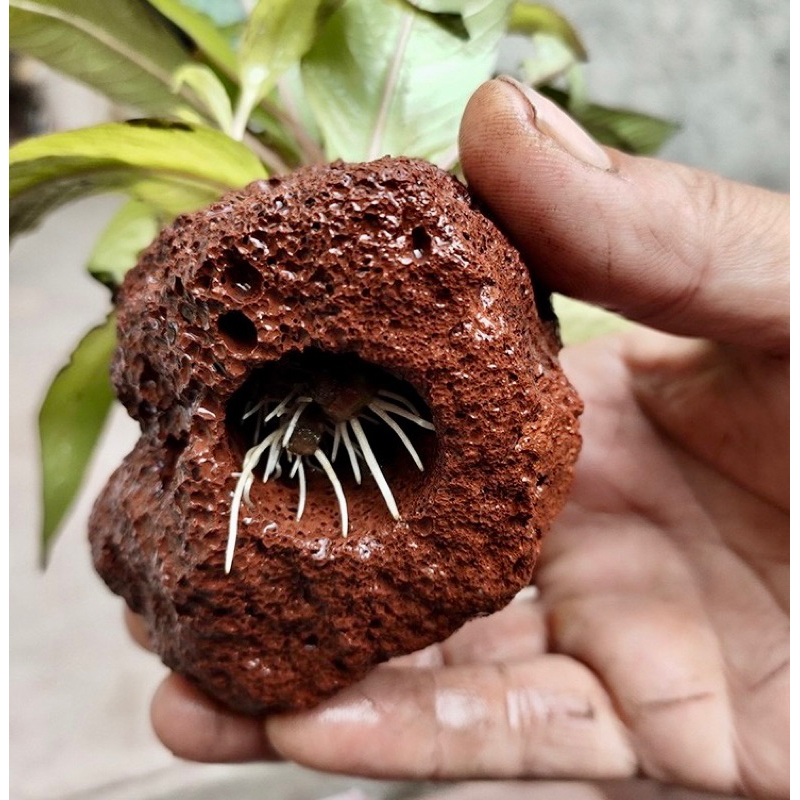 Lava Rock Water Plant Weight Ring Red Black Lava Stone Planting Ring