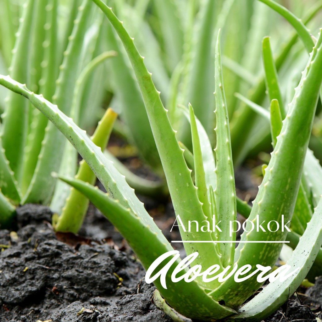 Anak Pokok Aloevera Lidah Buaya Shopee Malaysia