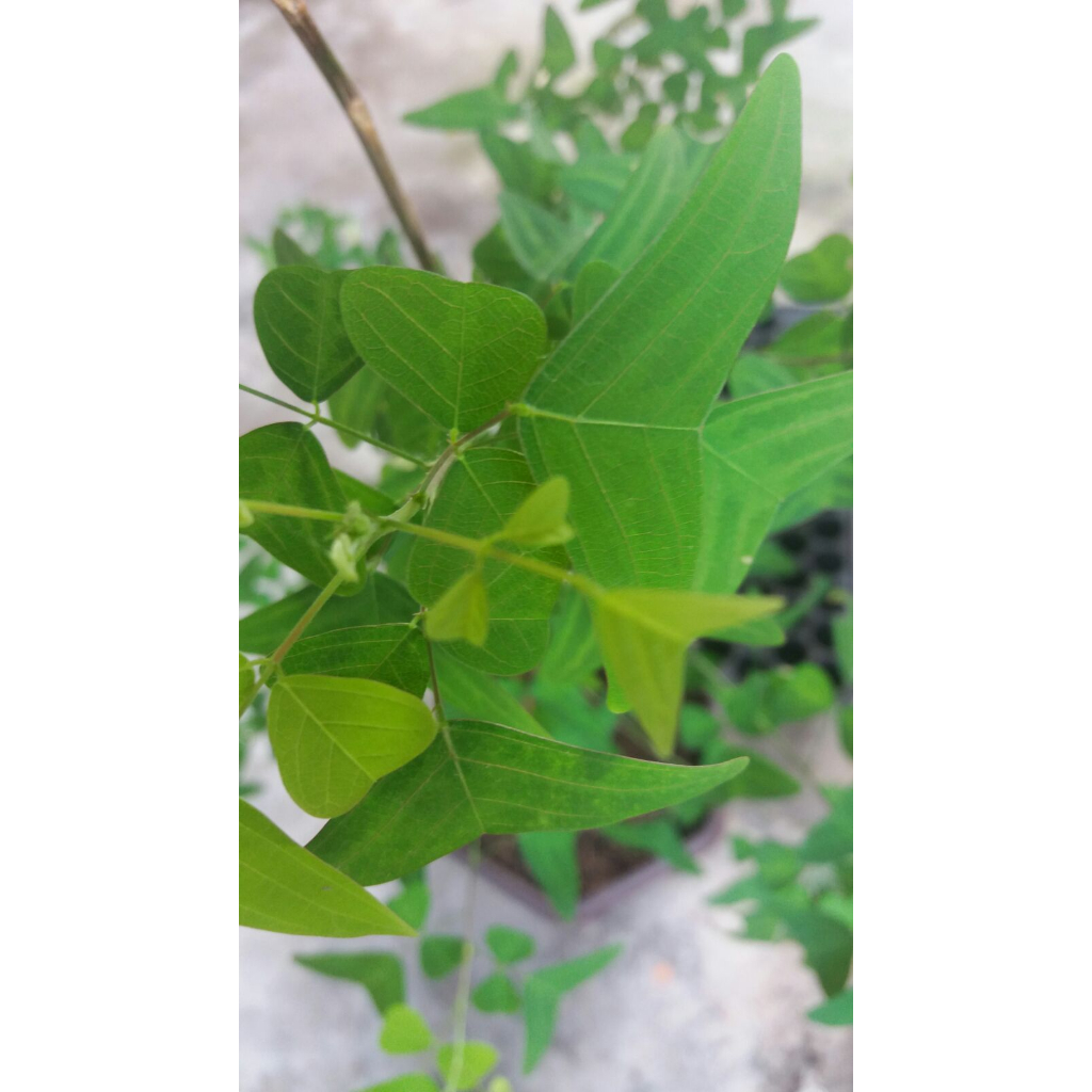 DAUN RERAMA HIJAU ASLI | Shopee Malaysia