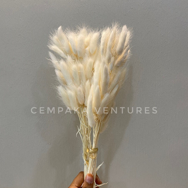 30-40 pcs Rabbit Tail Wheat Dried Flower Rabbit Tails Dried Flower ...