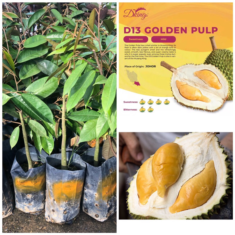 Anak pokok durian D13 golden pulp | Shopee Malaysia