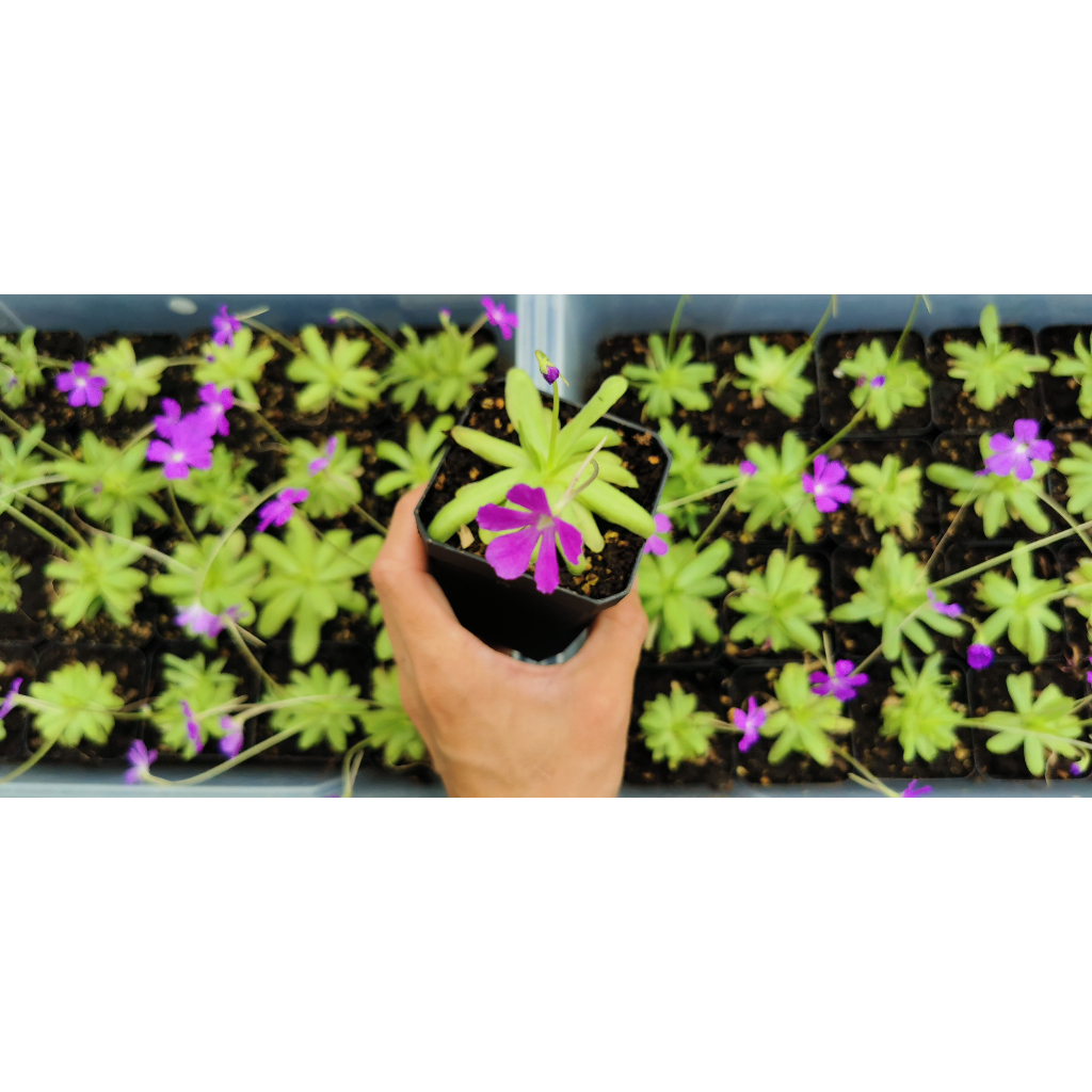 [Bunface Potato Carnivorous Plants] Pinguicula Anna/ Butterwort