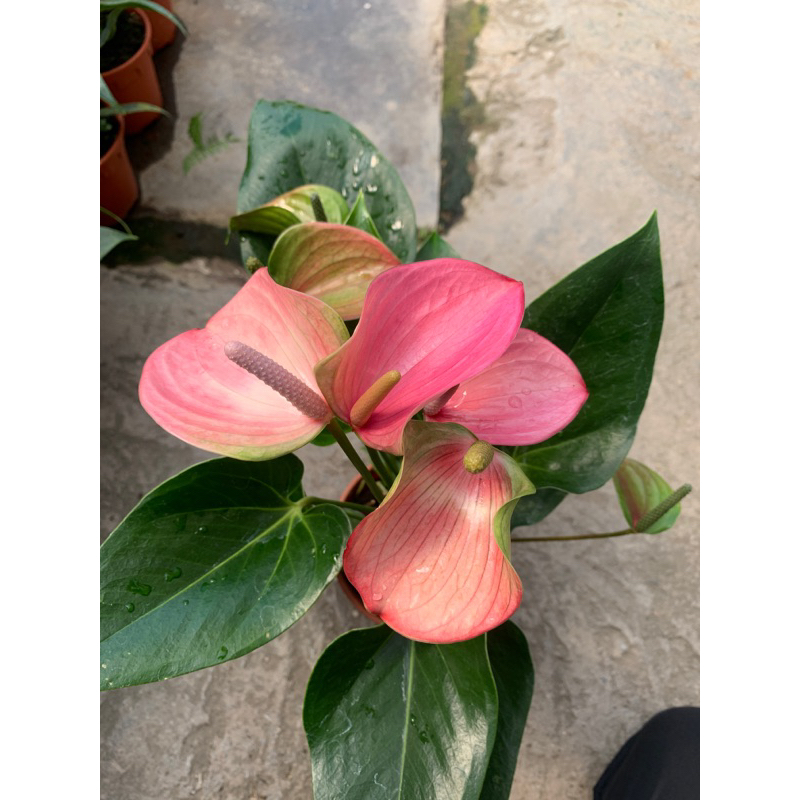 LIVE PLANT - CVF Anthurium Jolly (purple pink) | Shopee Malaysia