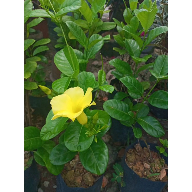 Wild Allamanda pokok menjalar pokok hidup | Shopee Malaysia