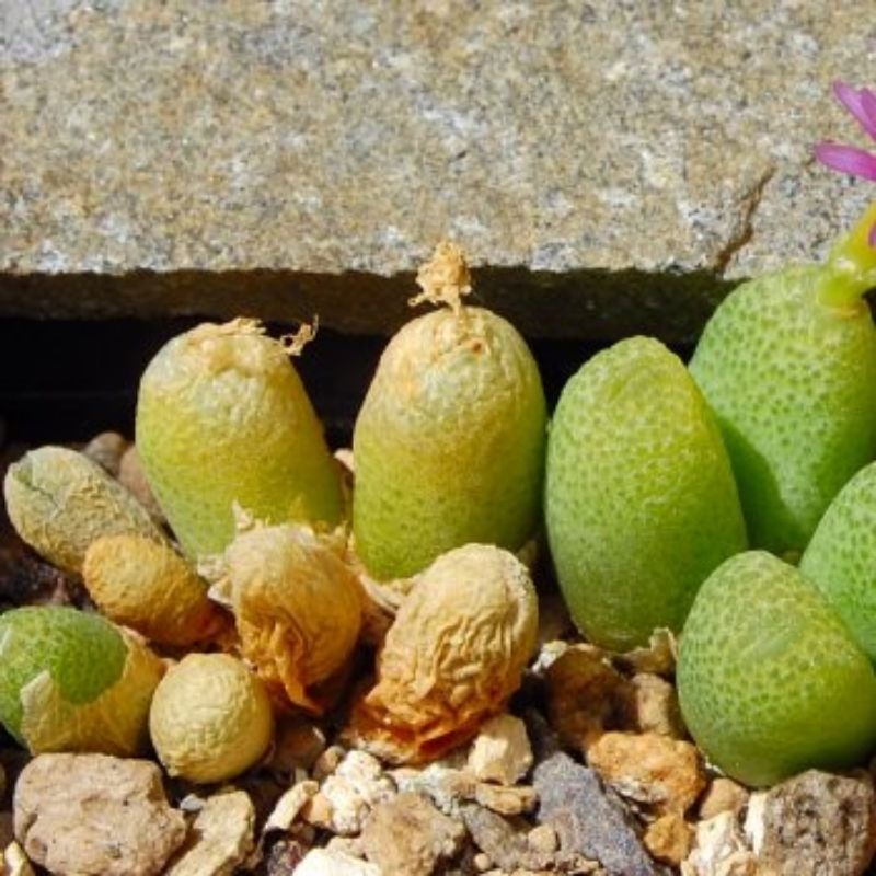 Plant- Conophytum top vanheerdei