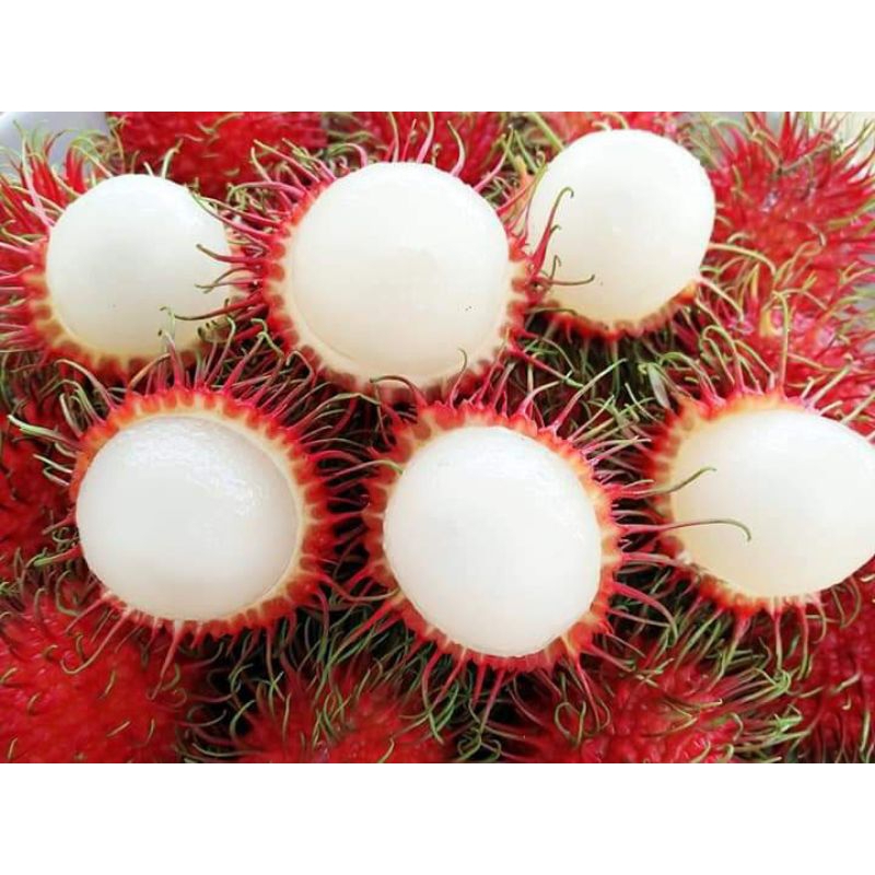 Pokok Rambutan Laici Kahwin | Shopee Malaysia