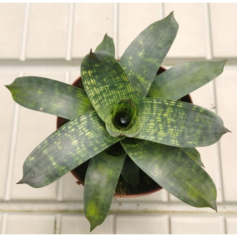 nms-bromeliad-vriesea-nova-live-plant-fresh-plant-shopee-malaysia