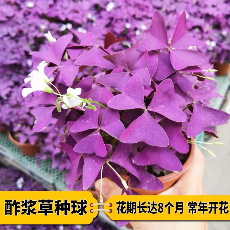 Benih Bunga Rama² Ungu 3 roots/Oxalis Triangularis/紫叶酢浆草种根球 | Shopee ...
