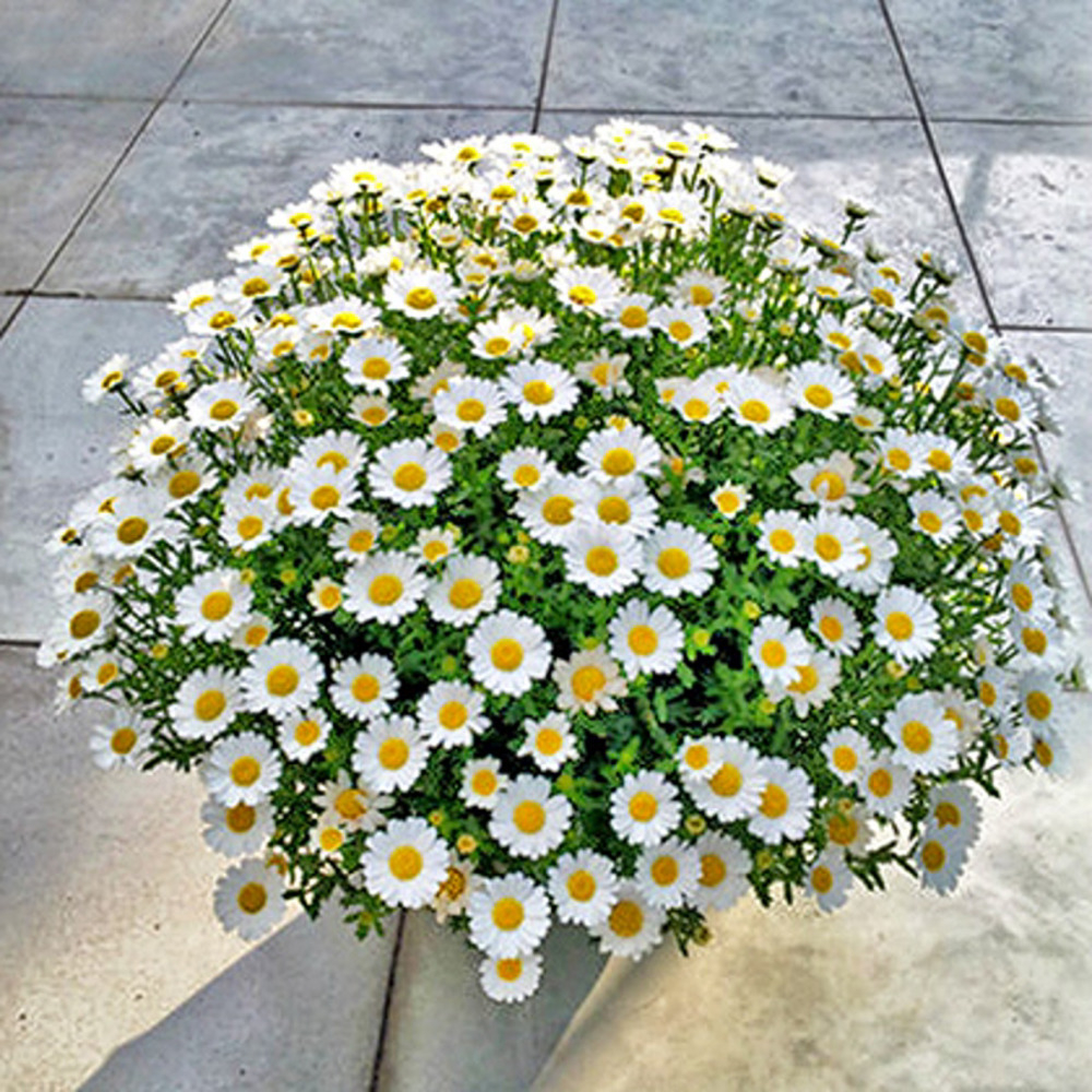 Flower seeds explosive pot daisy seeds easy to live potted seedlings
